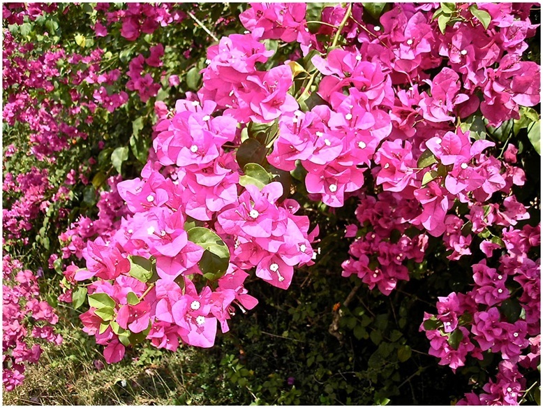 The_Brilliant_Bougainvilleas_Part_7g.jpg